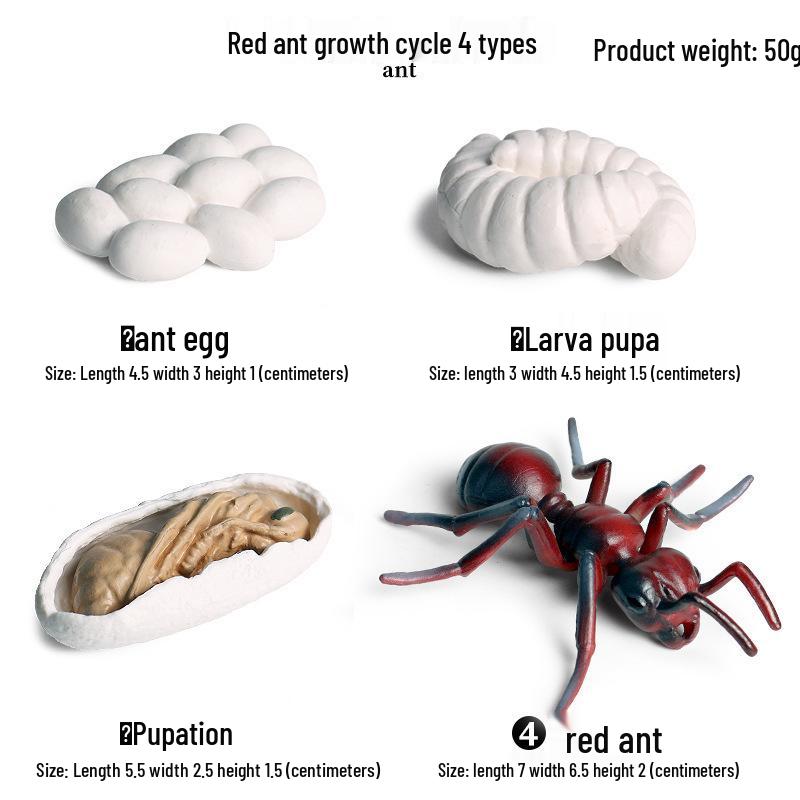 Frog Life Cycle Model Set: Tadpole to Frog Educational Toys for Kids