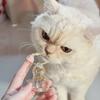 1pc 3D Cat Hair Dog Hair Transparent Storage Box - Keychain Backpack Pendant Pet Cat Kitten Shaped Commemorative Charm Hairball Container