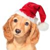 Pet Red Christmas Hat - Festive Little Red Riding Hood for Dogs & Cats