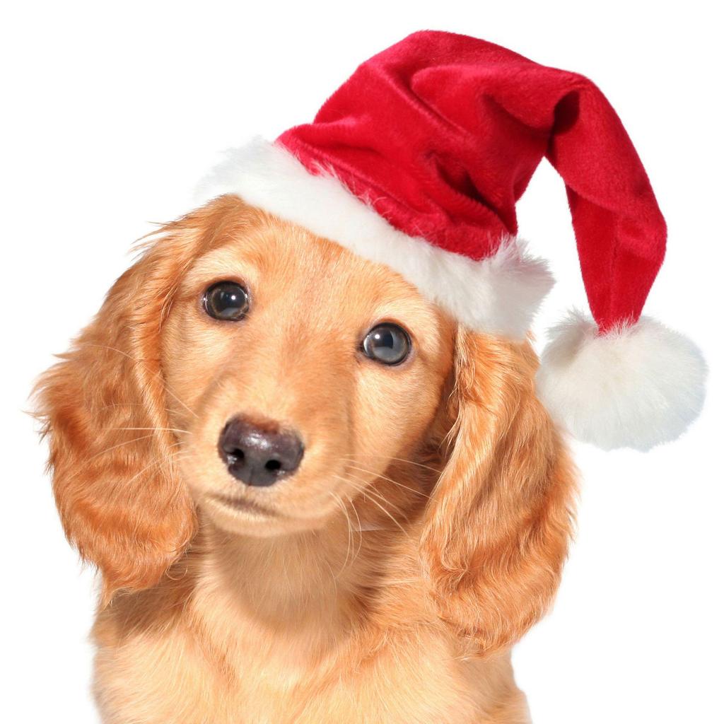 Pet Red Christmas Hat - Festive Little Red Riding Hood for Dogs & Cats