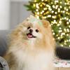5 Stück Hunde-Haarspangen Haustier-Clips Kleine Dekorative Haar-Accessoires Pflege-Haarspangen Katzen Welpen Haustier-Pflege-Haarspangen