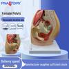 Modello Sagittale del Bacino Femminile: Sistema Riproduttivo, Pavimento Pelvico, Utero, Vescica