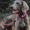 New Adjustable Outdoor Explosion Proof Flushing Tactical Collar Training Tactics Dog Accessories for Large Dogs Dog Harness