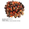 50Pcs/Set 3cm Artificial Acorns Realistic Mini Reusable Anti-fade DIY Foam Halloween Christmas
