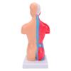 Human Body Anatomy Model 15 Removable Parts 11.02 Inch Human Torso Anatomical Model for School Medical Education Display