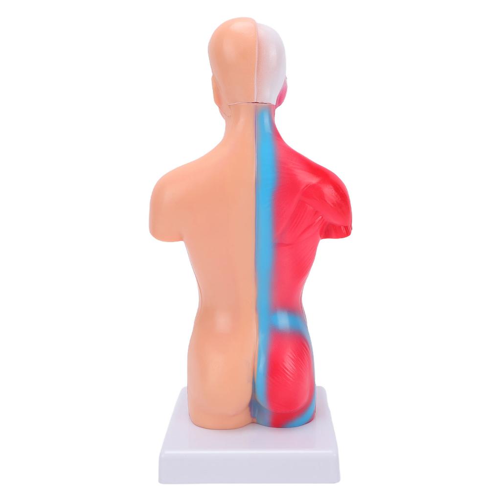 Human Body Anatomy Model 15 Removable Parts 11.02 Inch Human Torso Anatomical Model for School Medical Education Display