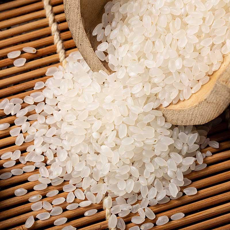 Shancuilin Jilin Xiaodingxiang Japonica Rice