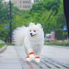 Portable Anti-dirty Pet Disposable Shoe Cover Breathable Waterproof Dog Shoes Socks Cats Dogs Paw Protection Cover Pet