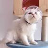 Breathable Cats Muzzles Updated Kitten Astronaut Helmet for Grooming and Nail Trimming Prevent Cats from Biting Chewing