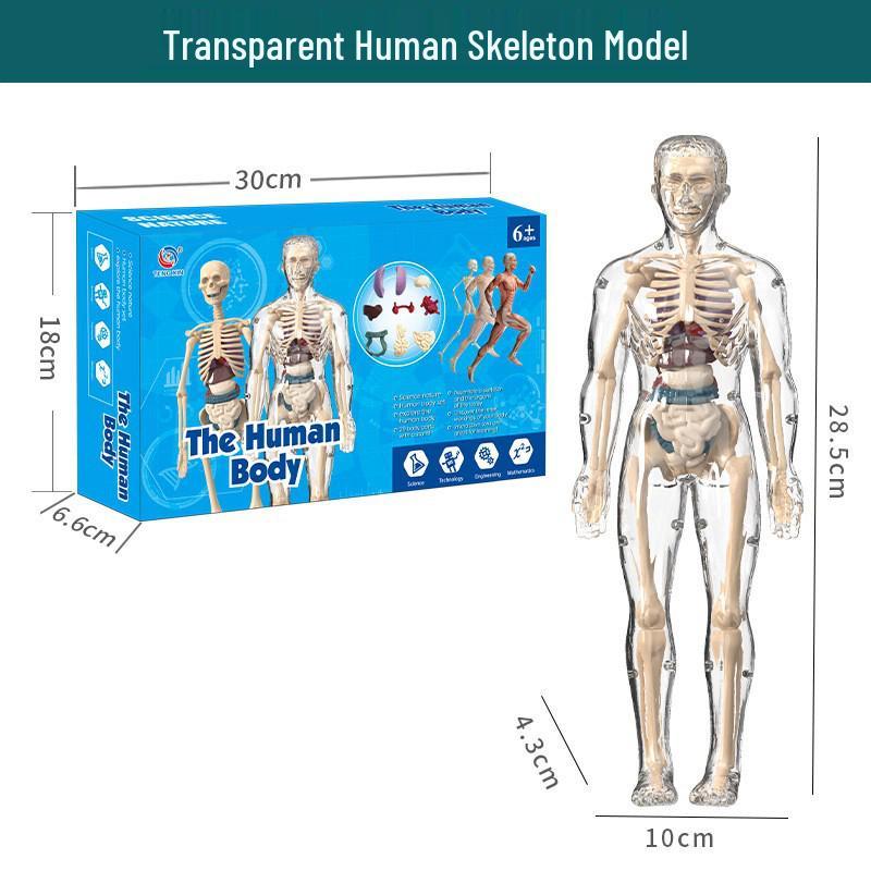 Kids' Educational Human Anatomy Model: Assembled Skeleton & Organ Teaching Aids.