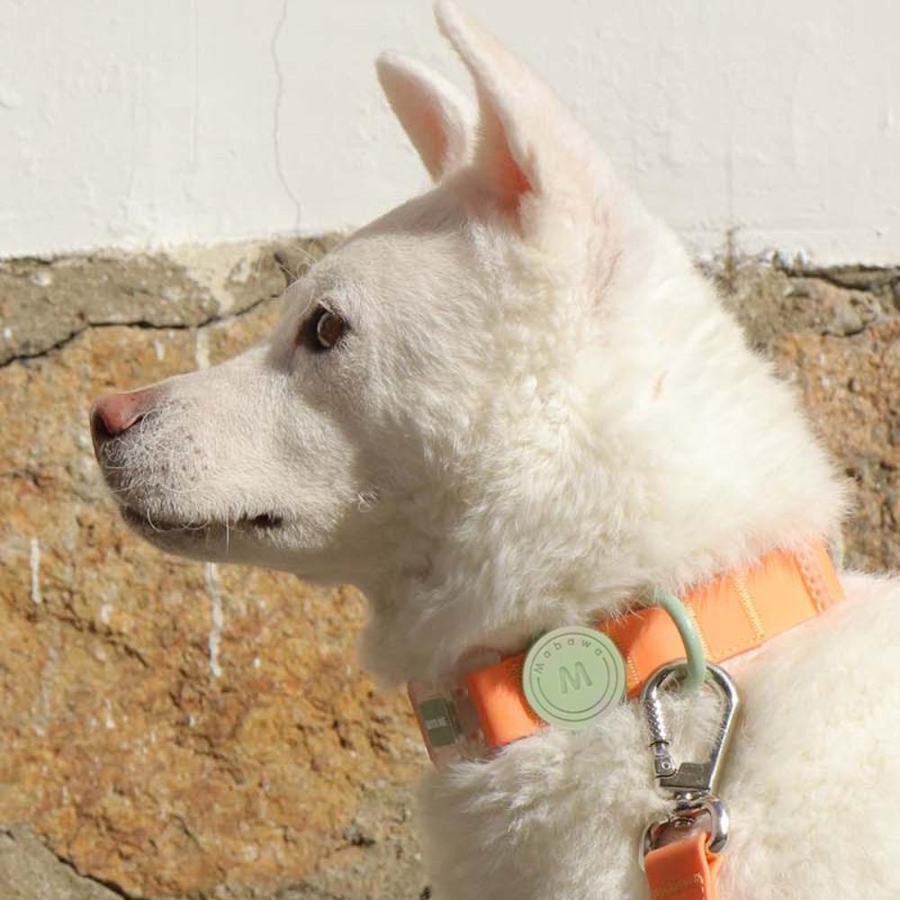 Colorful Pet Collar Waterproof Cat Dog Collars For Small Medium Dogs Fadou Teddy Corgi