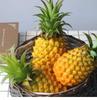 Pineapple Fruit Food Sample Model Okinawa Hawaii Tropical Restaurant Cafe Coffee Shop Display Exhibit Exquisite Realistic Artisanal [Myth Square]