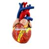 Authentic Human Heart Anatomy Model with Detachable Parts, B-Ultrasound & Color Ultrasound Compatible, 5:1 Scale