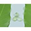 7X10 MM Natural Prehnite Oval Cabochon Loose Gemstone 3 Pcs Lot A-276