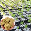 Seedling Grow Plug Sponge Block Starter Rock Wool Planting Grow Cubes Hydroponics Cuttings Garden Plant Propagation Grow Supply