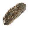 Dinosaur Fossil Aquarium Decoration Resin Reptile Ornament Aquarium Animal Craft for Fish Tank