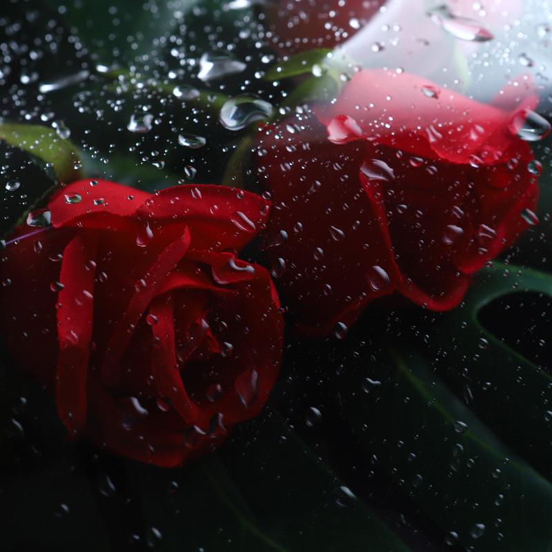 Clear Cellophane Wrap Roll For Gift Flower Bouquet Baskets Wrapping Arts Crafts Cellophane Wrapping Paper For Flowers Packing