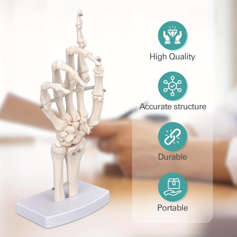 Medical Hand Skeleton Joint Model Human Finger Hand Bone Statues Anatomical Skeleton Figurine House Decoration Desk Accessories
