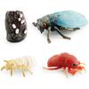 Simulation Mini Insect Set Grasshopper Bee Spider Growth Cycle Life Stage Cognitive Model Toy