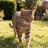 Coleira Magnética para Gatos Amiga do Pelo com Interface Segura