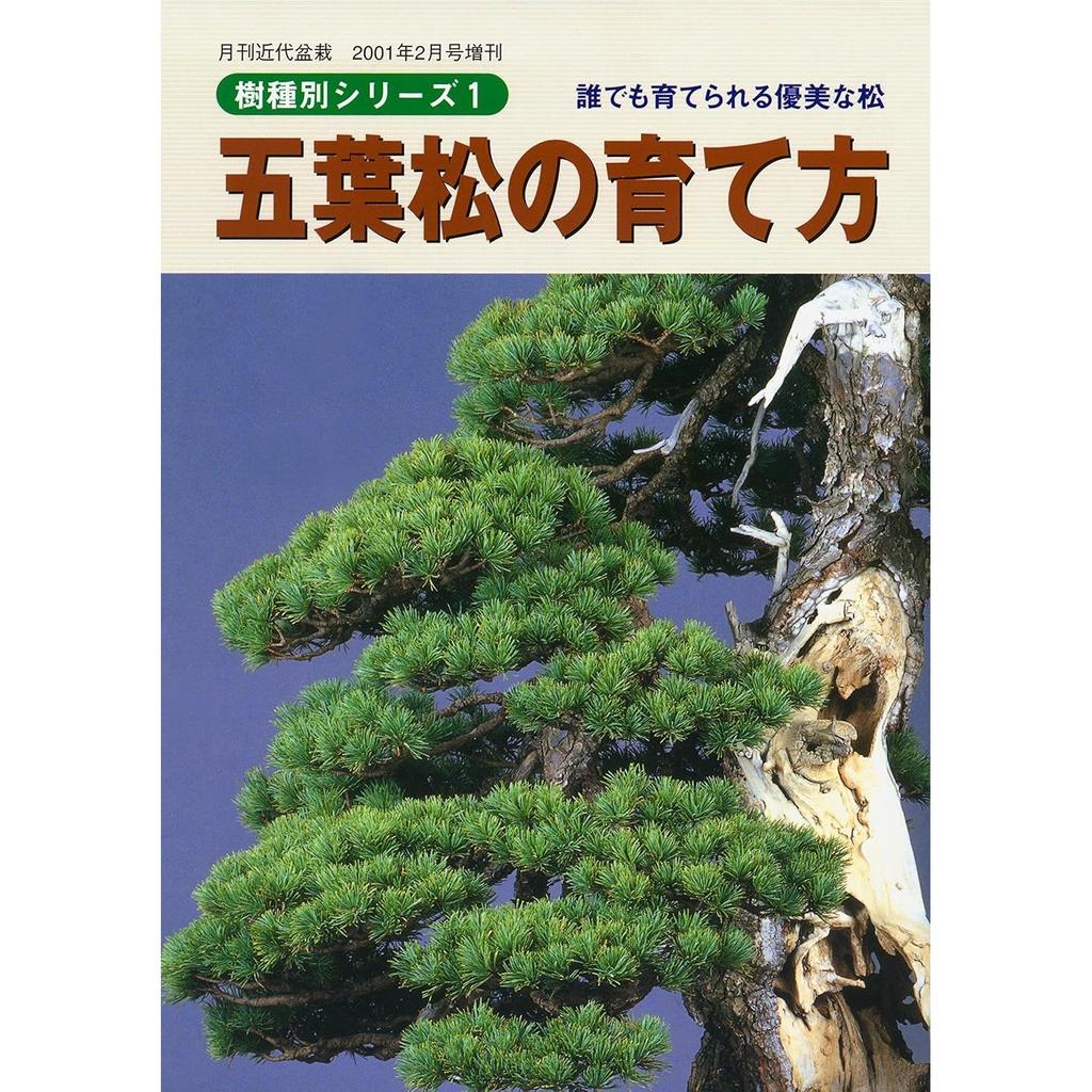 How Grow Five-Needle Pine Elegant That Anyone Can Cultivate Bonsai Tree Species Series (Monthly Modern Special Issue)