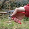 ARS Corporation Anvil Pruning Shears 200mm VA-8Z