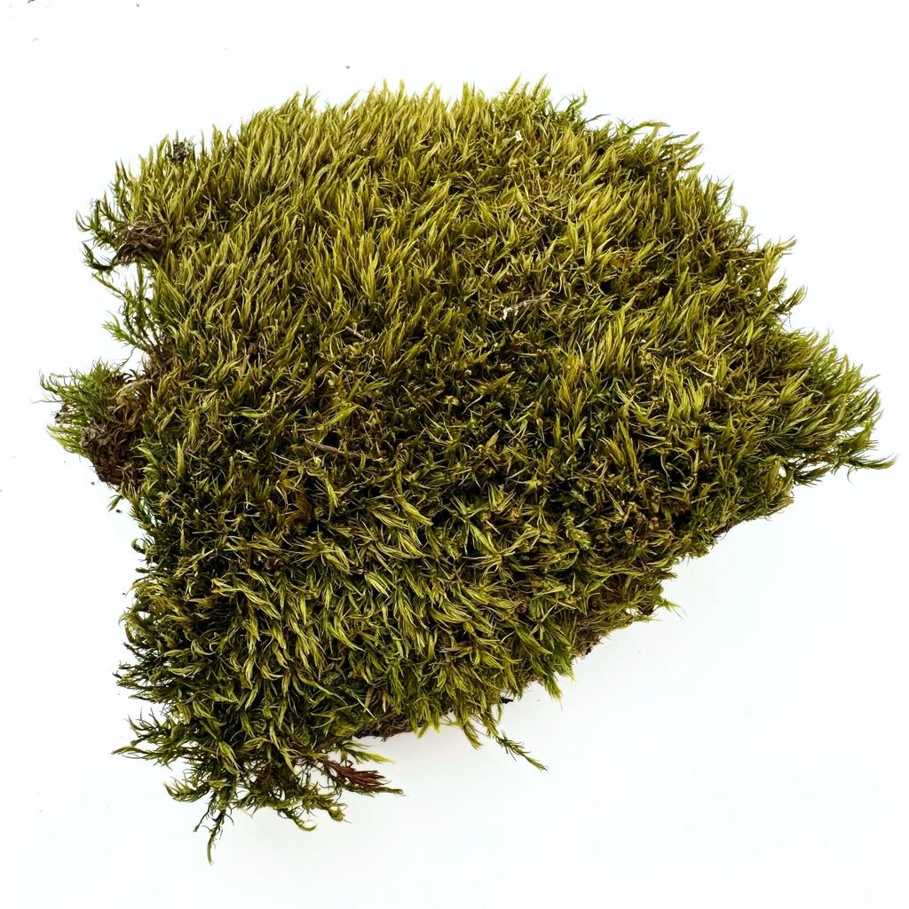 BioClumb Moss Cushion moss, tufts 100g