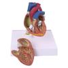 W89C Life Size Disassembled Anatomical Human Heart Anatomy Model for Study Teaching