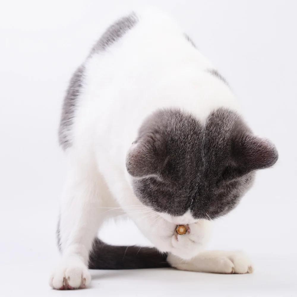 Hot Pure Natural Catnip Pet Cat Toy Suit Safety Molar Toothpaste Branch Cleaning Teeth Silvervine Cat Snacks Sticks Pet Supplies
