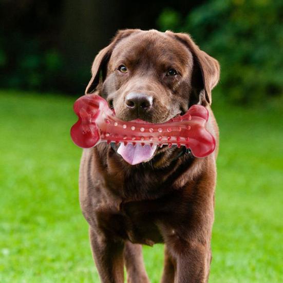 Přírodní kaučuková žvýkací hračka pro psy Kost pro dentální hygienu s hovězí příchutí Úleva při prořezávání zubů Bezpečná hračka pro psy velkých plemen