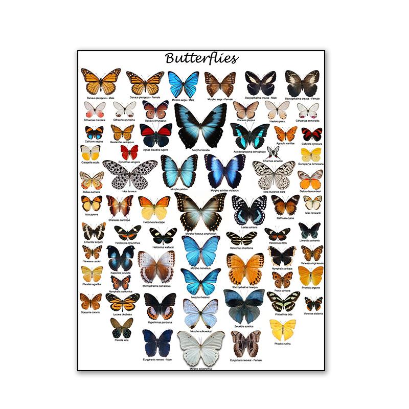 

Современные бабочки диаграмма плакат настенное искусство HD фотографии классические картины на холсте и принты для гостиной домашний декор без рамки 40x50cm No Framed