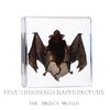 Bloc Specimen Insectă din Rășină – Real în Epoxid Transparent Pentru Știință, Educație și Decor Acasă