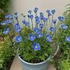 Blue Ceramic Forget-Me-Not Artificial Flowers, 14.56-Inch Fade-Resistant, for Indoor and Outdoor, Decorating Vases, Lawns