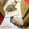 1 Pack Katze Kakerlaken Kostüm Rollenspiel Einfaches DIY Materialpaket Atmungsaktives Haustierkostüm