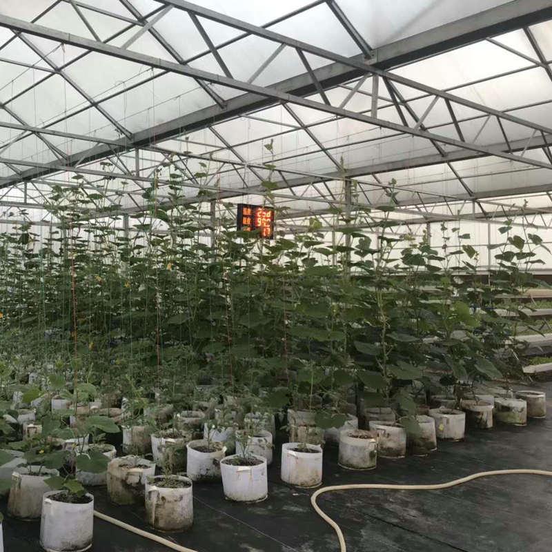 Non-Woven Seedling and Planting Bag for Vegetables, Fruits, and Flowers