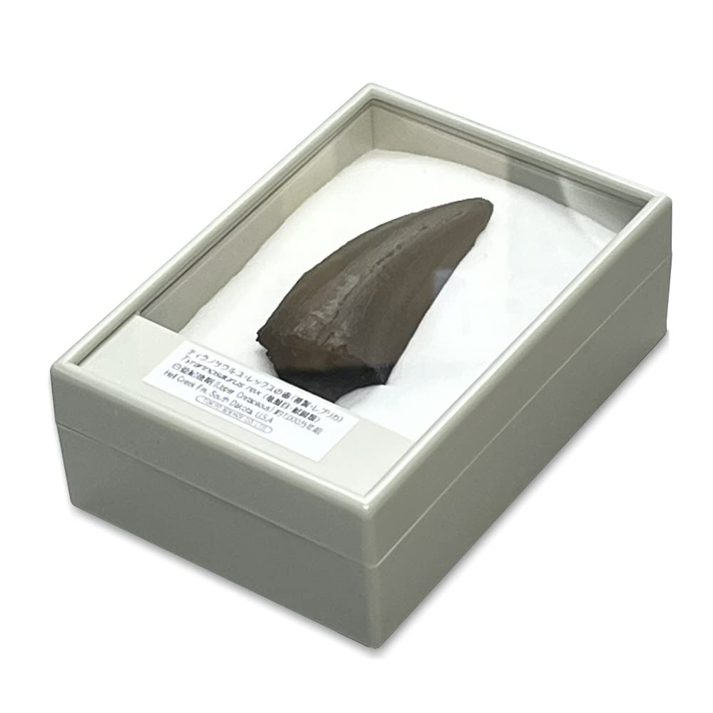 Tokyo Science Tyrannosaurus Rex Tooth Replica