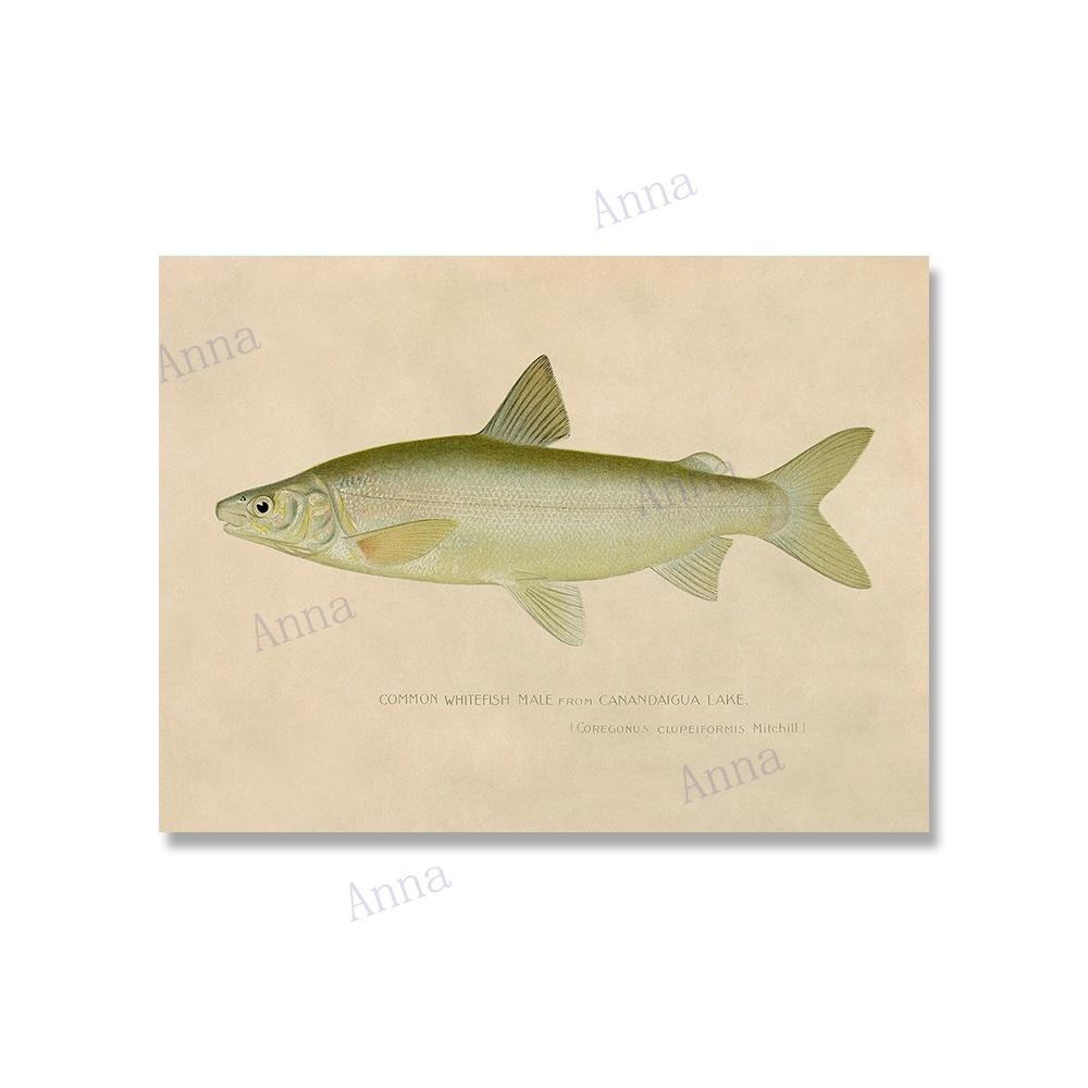 

Винтажный постер и печать, настенная живопись с изображением рыб, порода рыб, картина с изображением пресноводных рыб, настенное искусство на холсте, домашний декор для гостиной 21x30cm No Framed