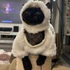 Cosplay Pecora Vestiti Gatto Fantasia Divertente Outfit Gatto Felpe Costume Animale Domestico Chat Travestimento Maglione Animali Accessori