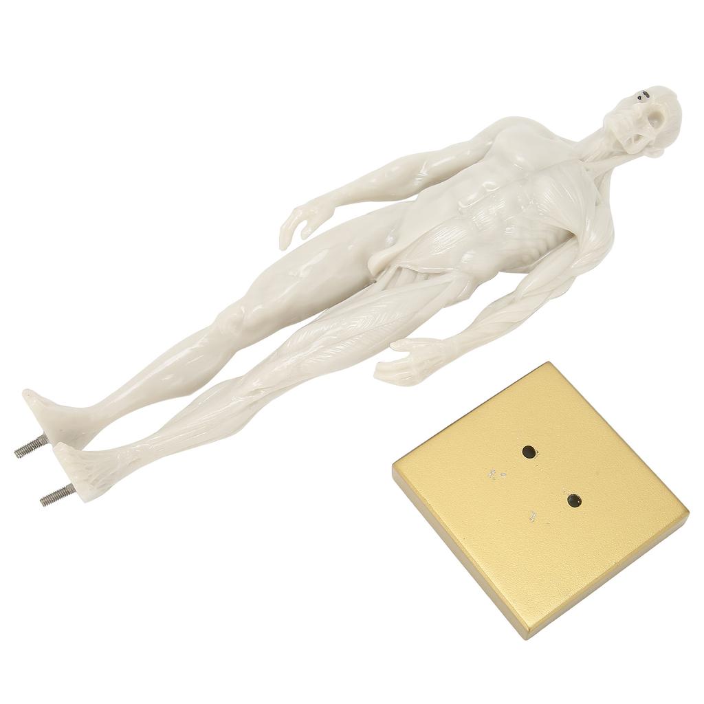30cm mužský anatomický model art manekýn muskuloskeletální struktura model těla