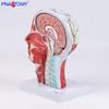 1:1 Human Brain Section with Superficial Nerves & Blood Vessels for Pharynx & Neck Teaching