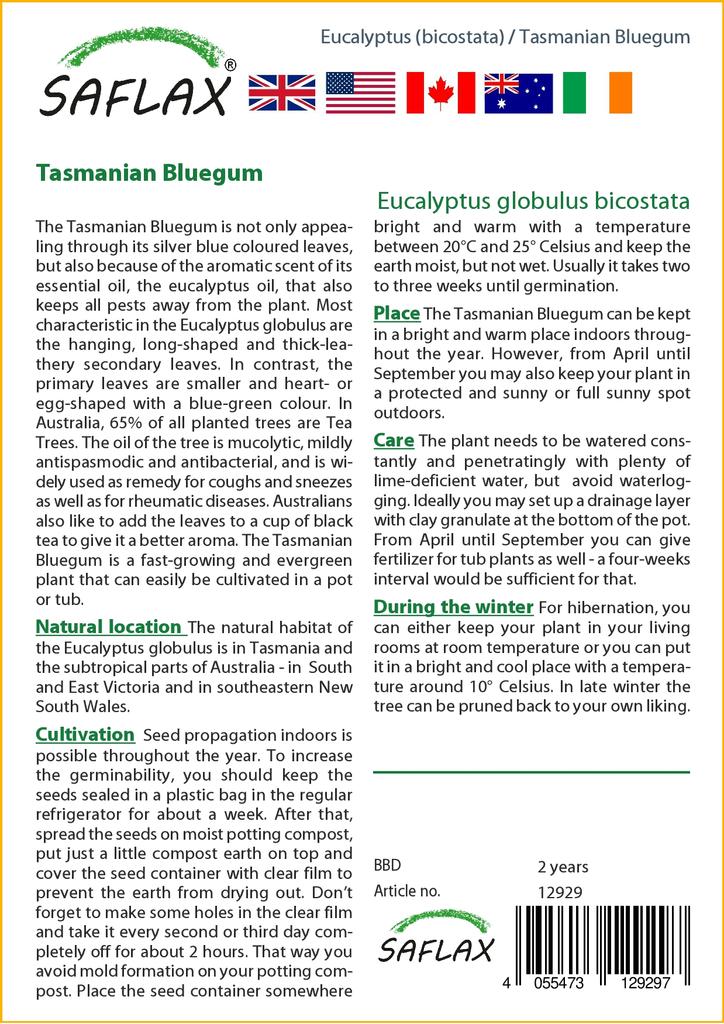 SAFLAX Tasmanian Bluegum - 100 Seeds - Eucalyptus Globulus