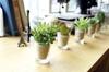 Kishima CT Catalyst Deodorizing Artificial Green Little Succulent Family KH-60989