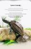 Golden Line Chinese Grass Turtle - Easy-to-Raise Omnivorous Pet for Outdoor Ponds