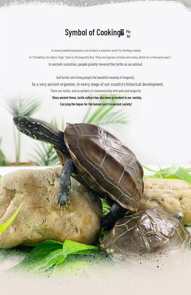 Golden Line Chinese Grass Turtle - Easy-to-Raise Omnivorous Pet for Outdoor Ponds