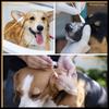 Cães – Cuidados de cães