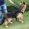 Night Use Dog Leashes Set Versatiles Dog Leashes Regulable Dog Harnesses for Media and Large Dogs