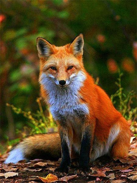 5D Diamond Painting Cross Stitch Animals Diamond Embroidery Fox Full Round Rhinestone Pictures Home Decor