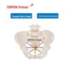 XINMAN Female Pelvic Measurement Teaching Model
