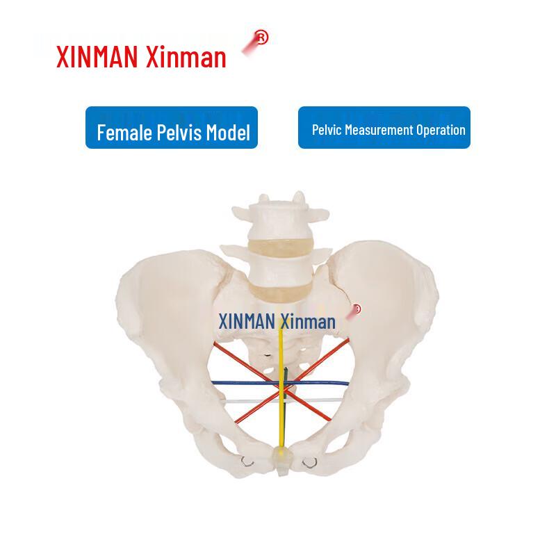 XINMAN Female Pelvic Measurement Teaching Model