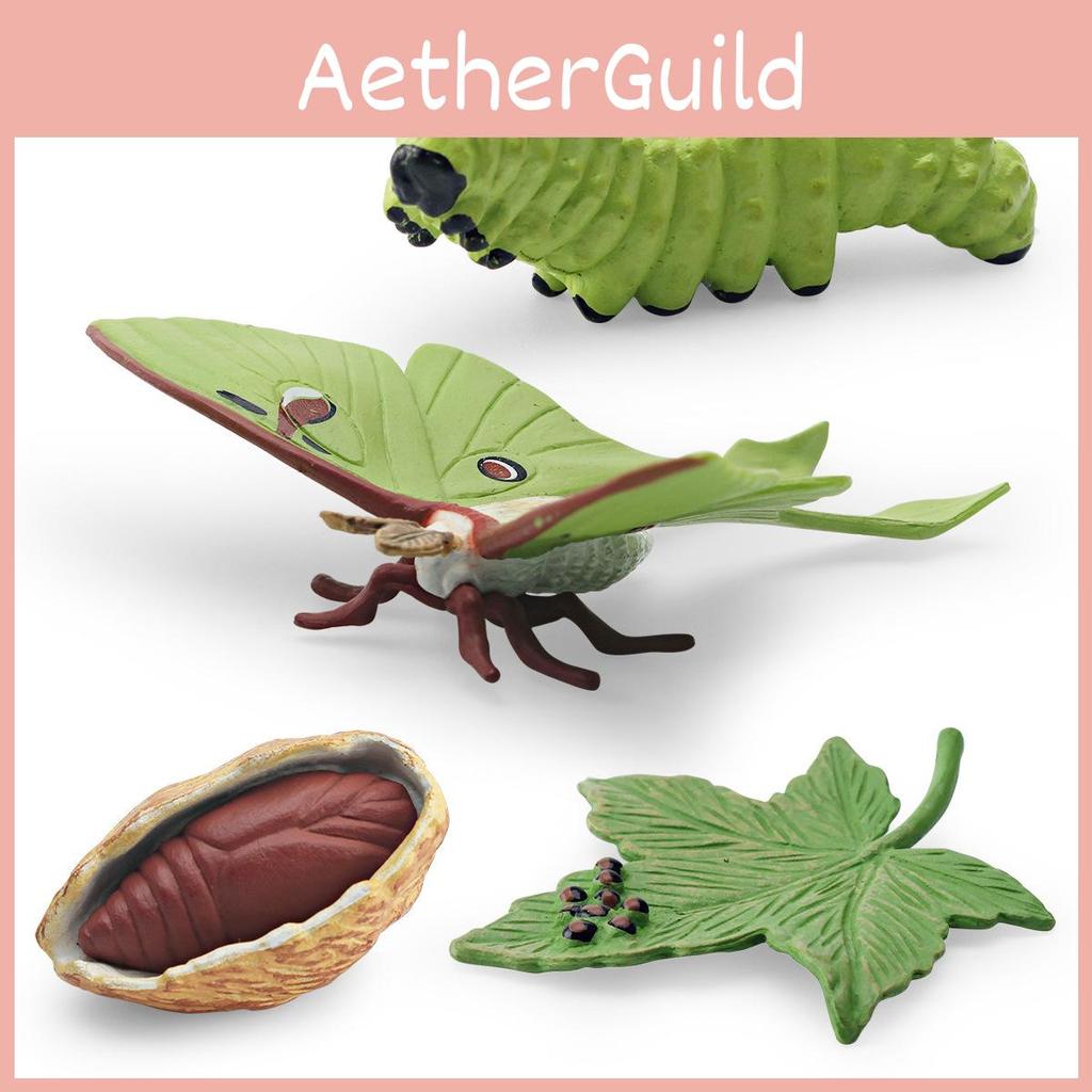 Realistic Pvc 4 Piece Luna Moth Growth Cycle Model Detailed Display Figurine Set